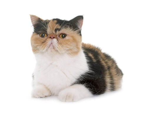 Exotic shorthair hot sale cat breeders